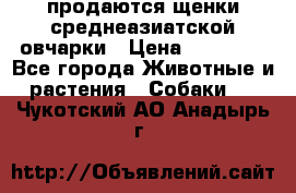 продаются щенки среднеазиатской овчарки › Цена ­ 30 000 - Все города Животные и растения » Собаки   . Чукотский АО,Анадырь г.